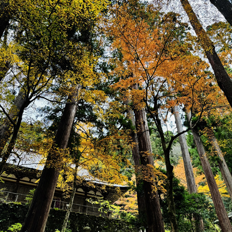 百済寺　日本の紅葉百選