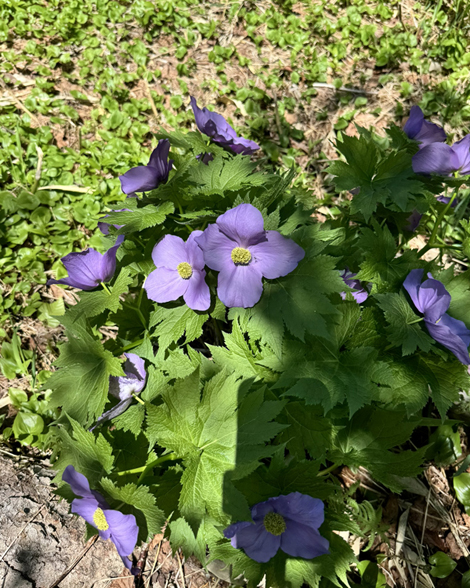 栂池自然園