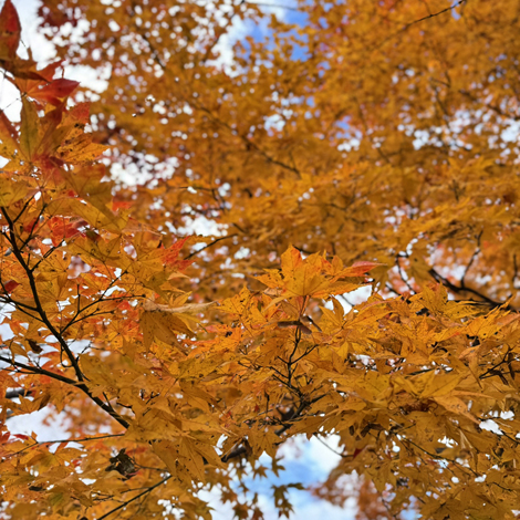 百済寺　日本の紅葉百選