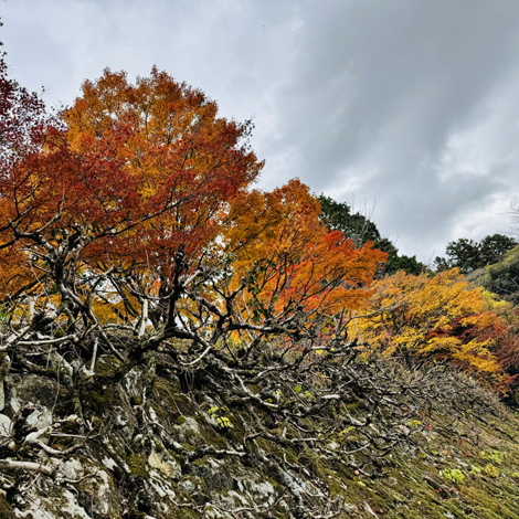 百済寺　日本の紅葉百選