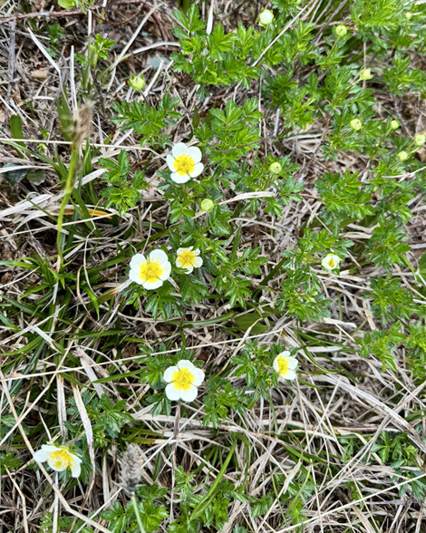 栂池自然園