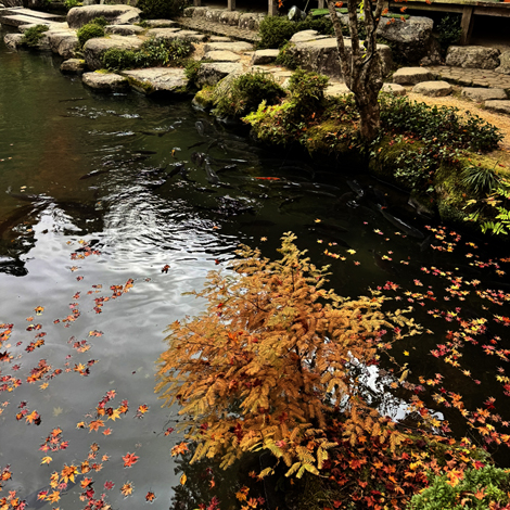 百済寺　日本の紅葉百選