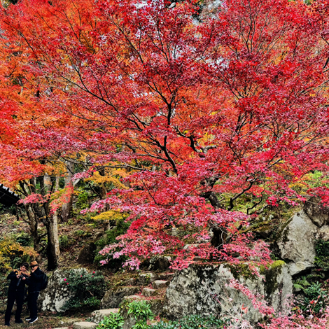 百済寺　日本の紅葉百選