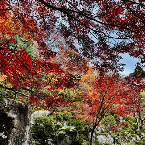 百済寺　日本の紅葉百選