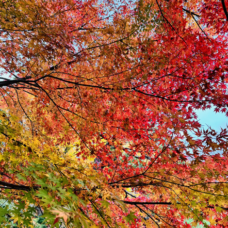 百済寺　日本の紅葉百選